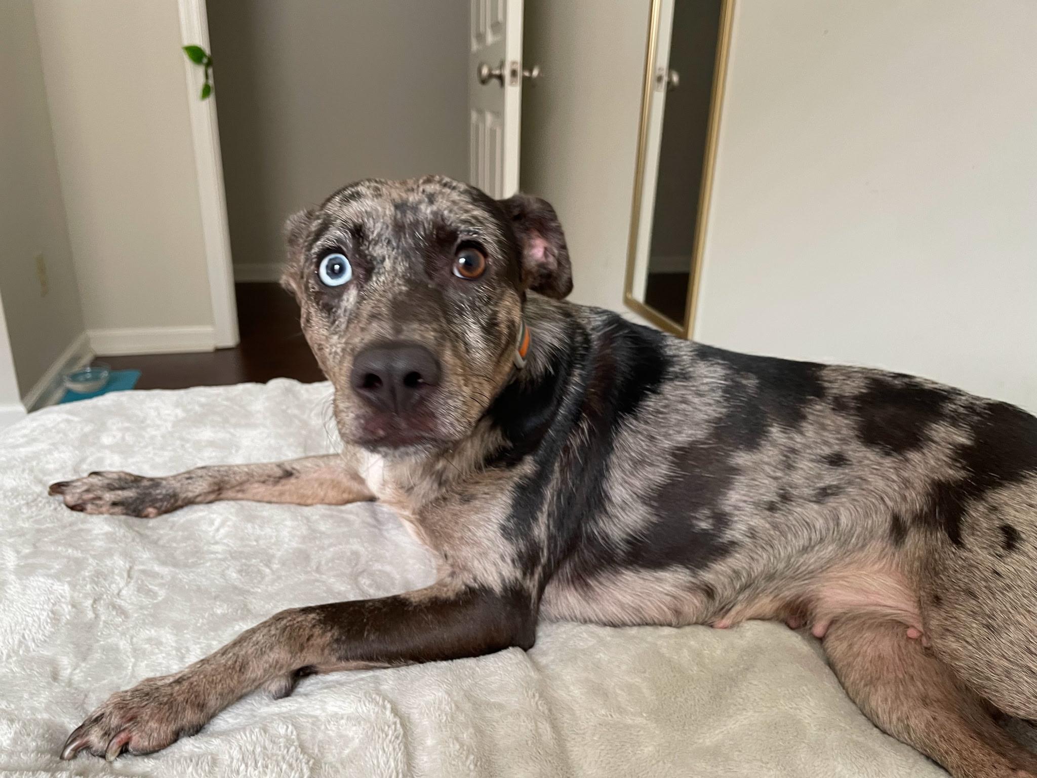 Nola, a Adoptable mixed breed in Owasso, OK image 1/4