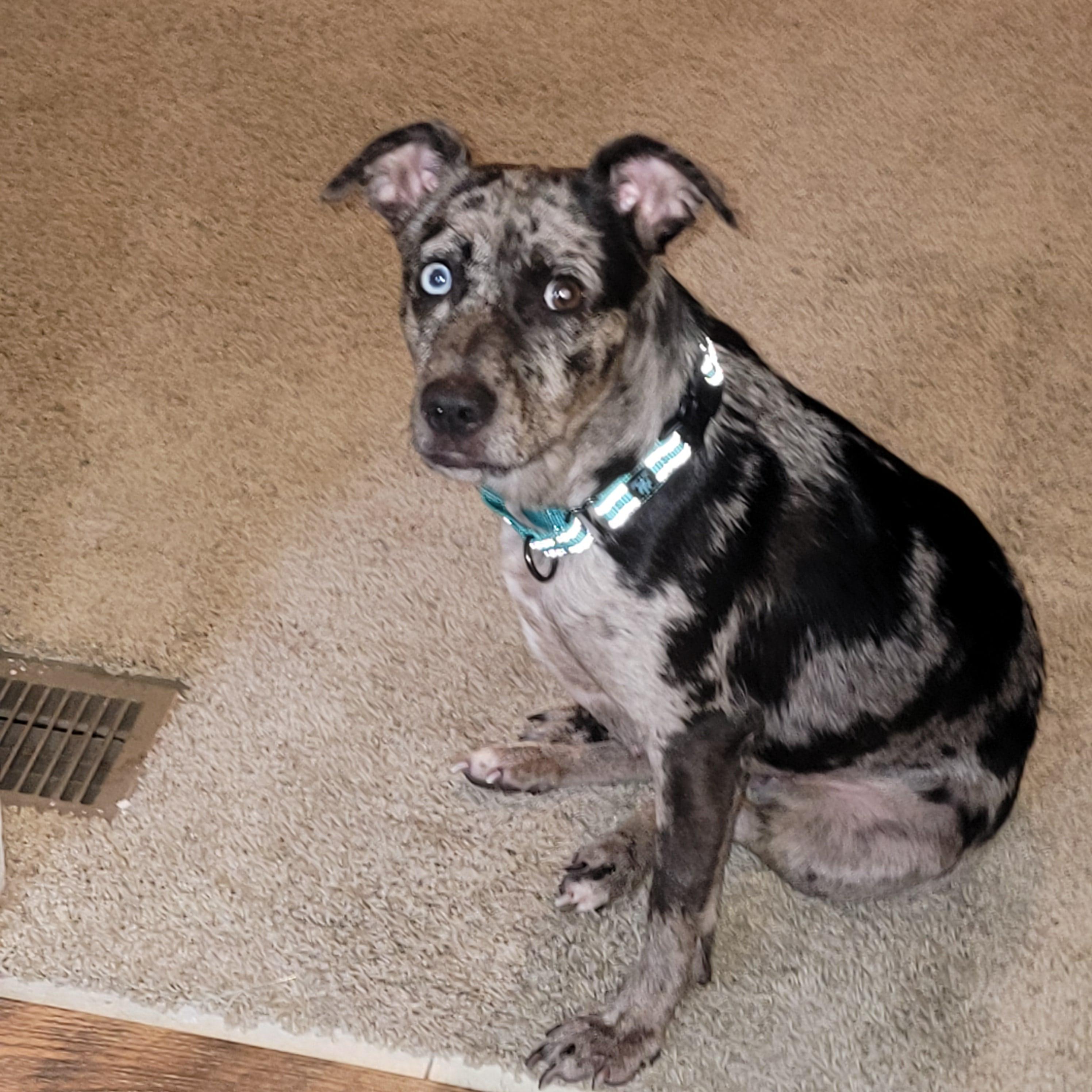 Nola, a Adoptable mixed breed in Owasso, OK image 2/4