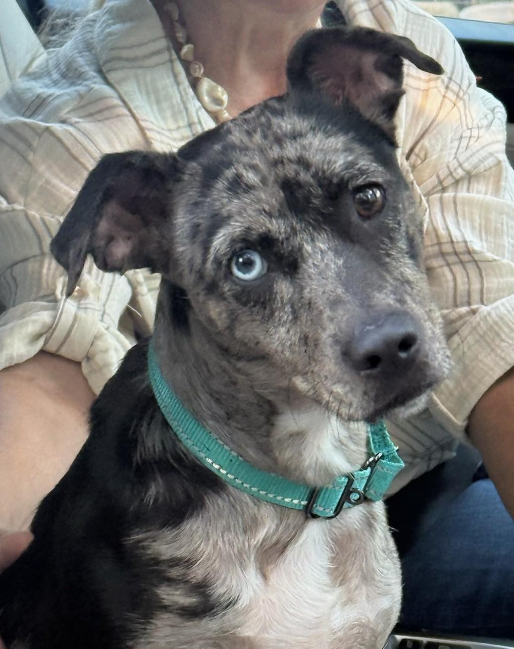 Nola, a Adoptable mixed breed in Owasso, OK image 3/4