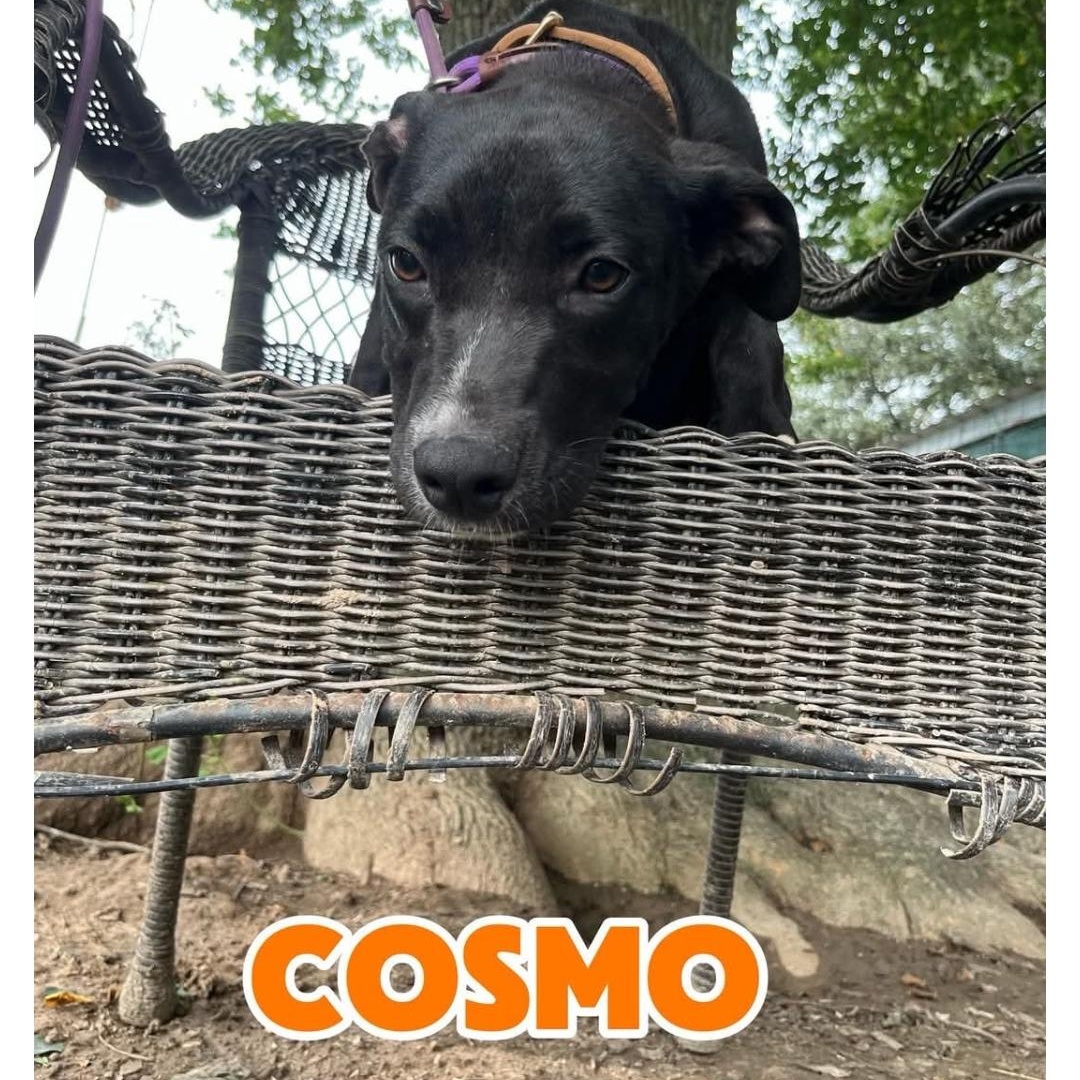 Enlarge COSMOS, a ADOPTABLE Labrador Retriever in Hampton, VA image 5/5