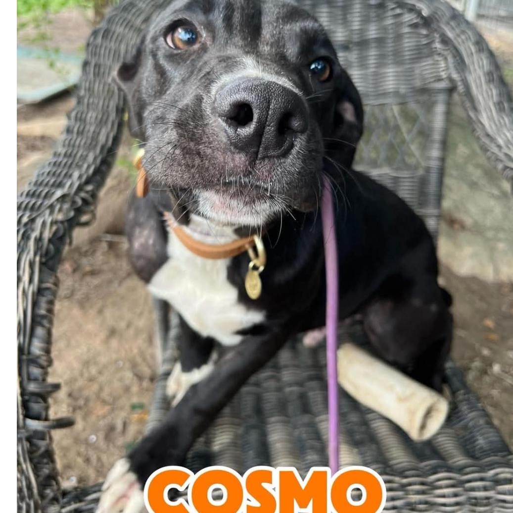 Enlarge COSMOS, a ADOPTABLE Labrador Retriever in Hampton, VA image 3/5