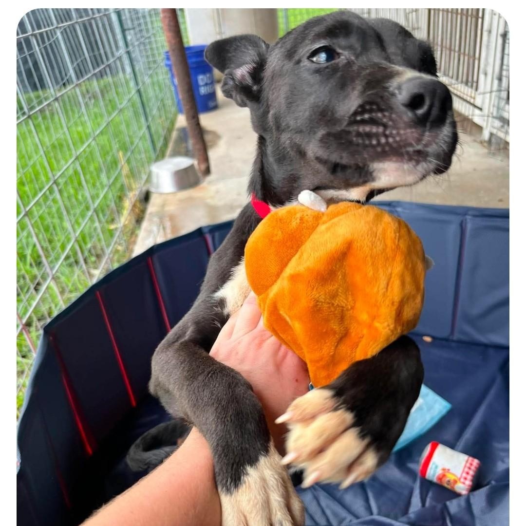 Enlarge COSMOS, a ADOPTABLE Labrador Retriever in Hampton, VA image 2/5