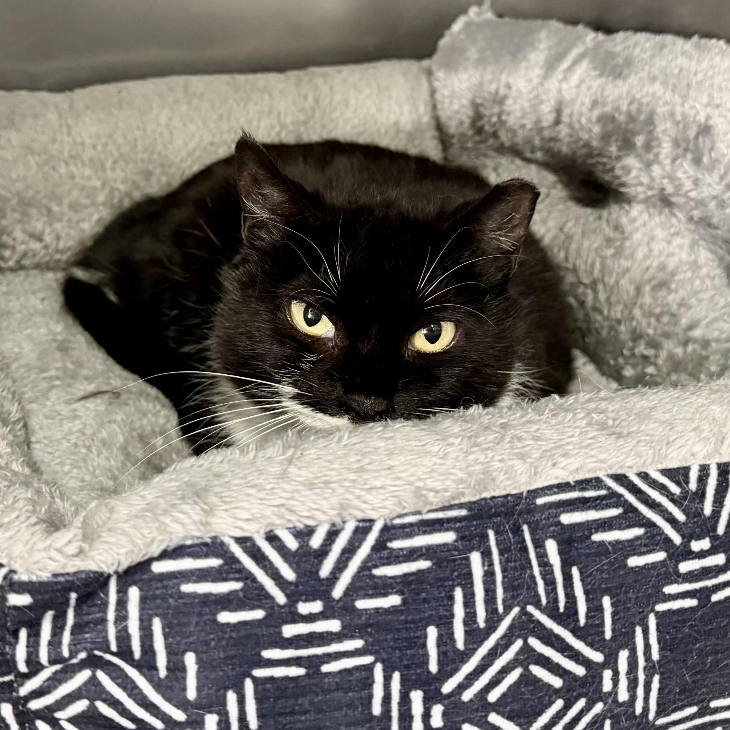 Enlarge Fairy, an adopted Domestic Short Hair in Exeter, RI image 1/3