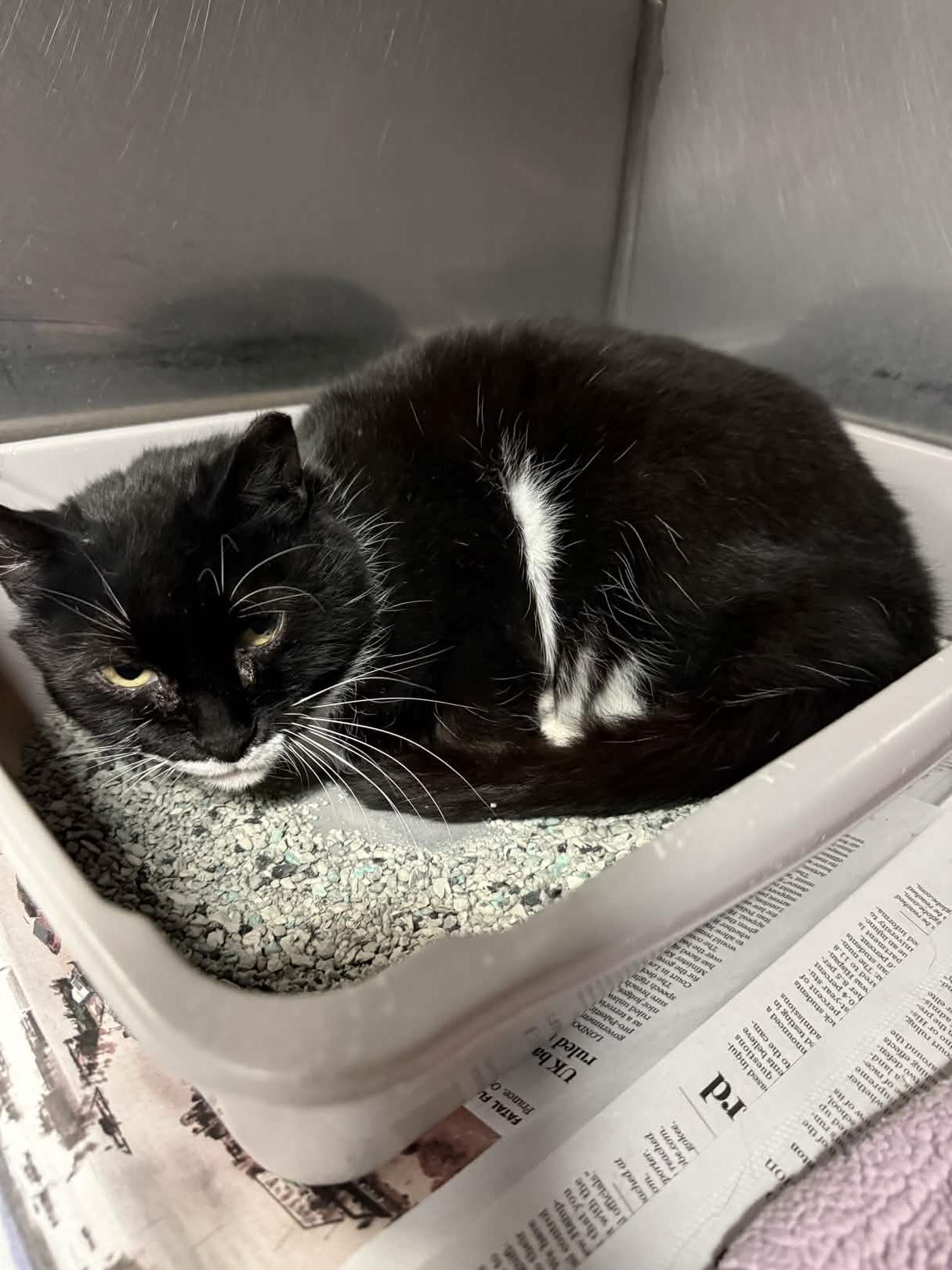 Enlarge Fairy, a Adoptable Domestic Short Hair in Exeter, RI image 2/2