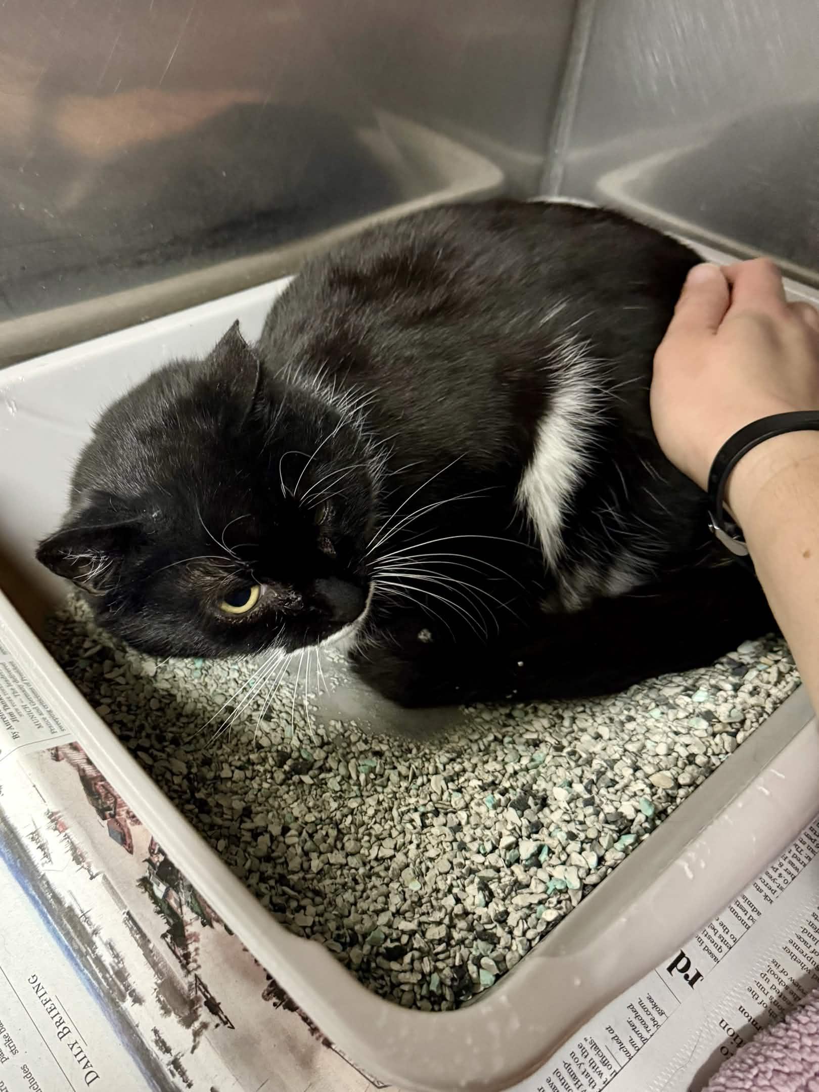 Fairy, Adoptable, Adult Female Domestic Short Hair.