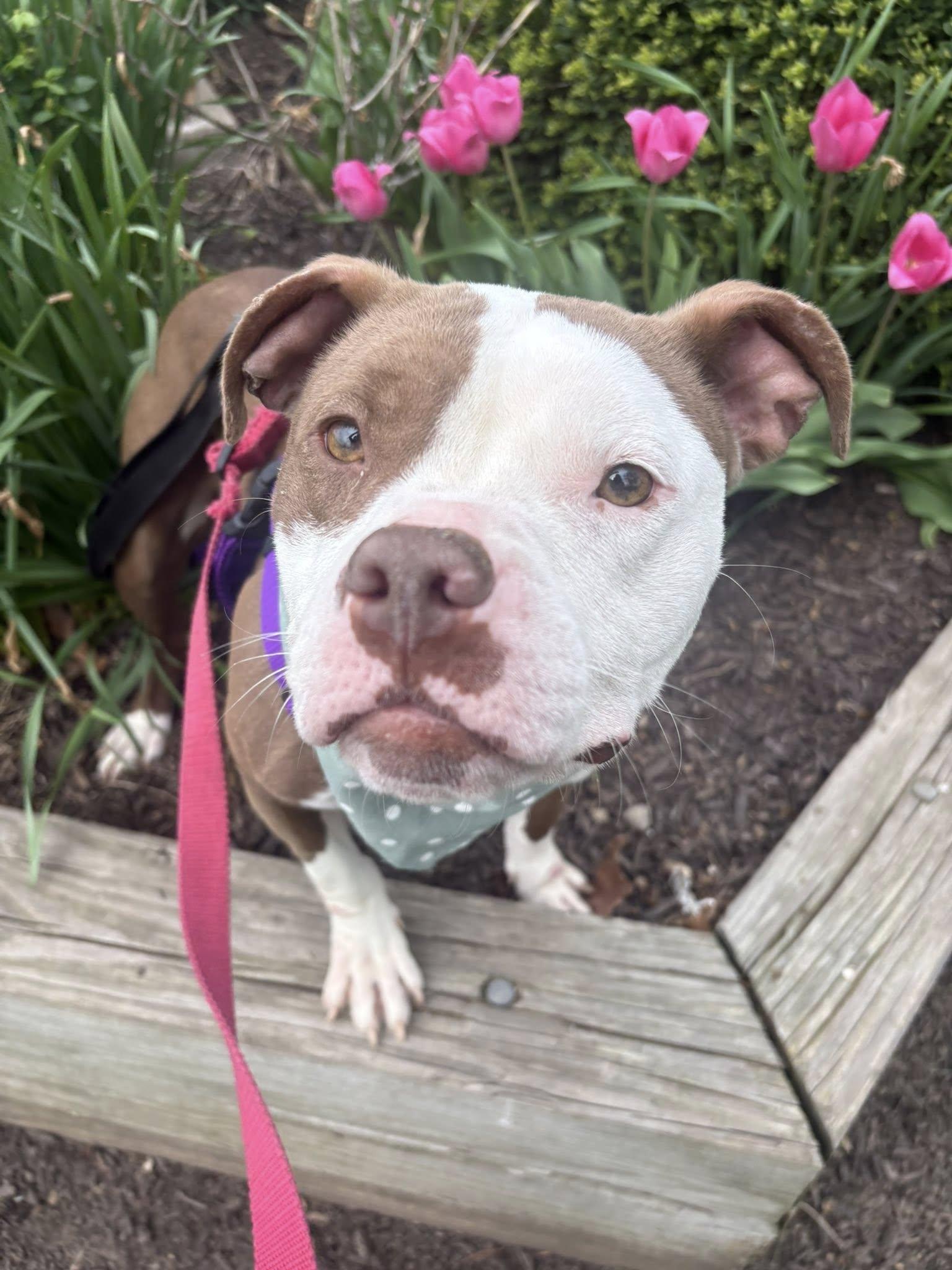 Mikayla, an adopted mixed breed in Cleveland, OH image 5/6