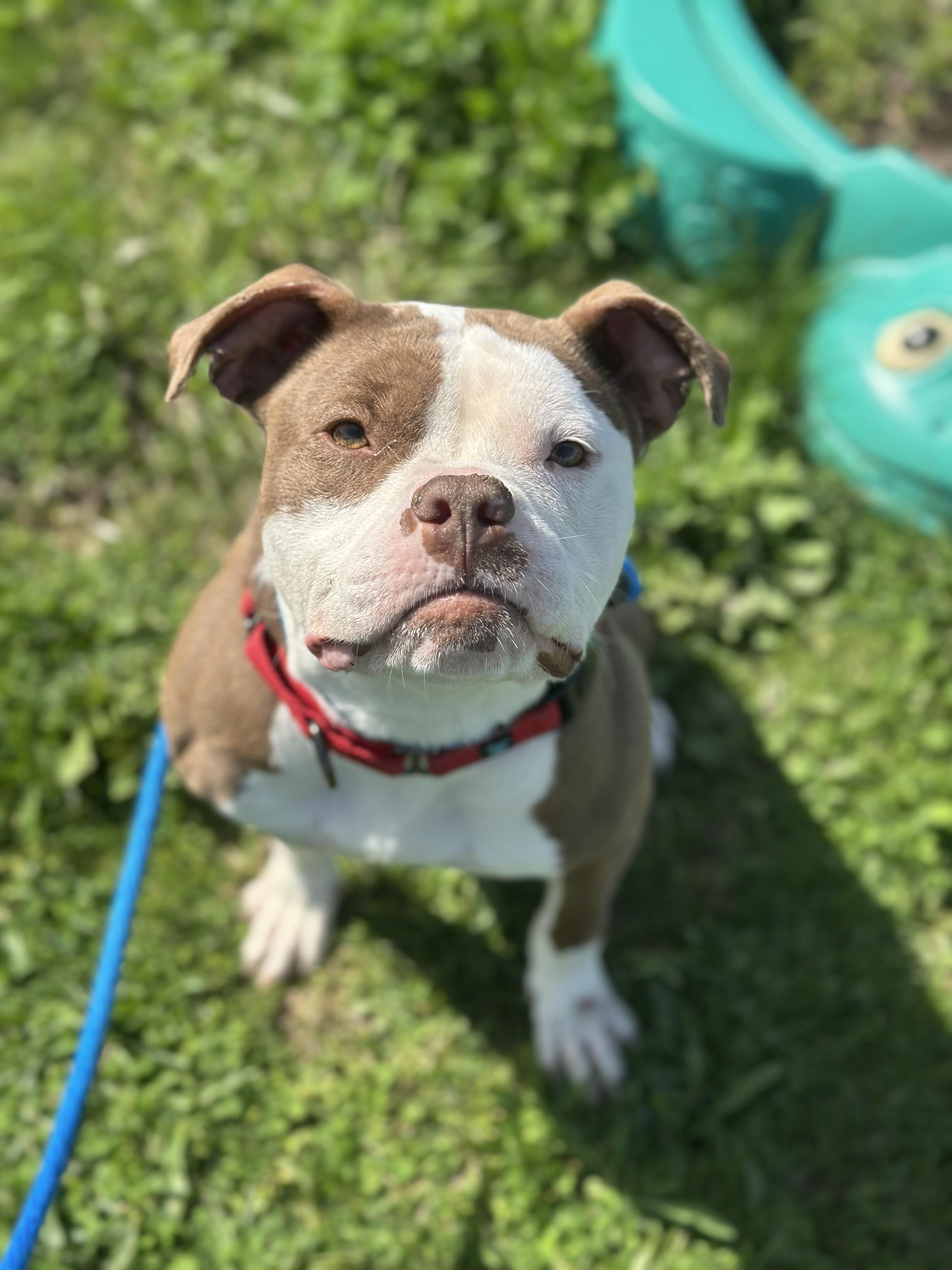 Mikayla, an adopted mixed breed in Cleveland, OH image 1/6