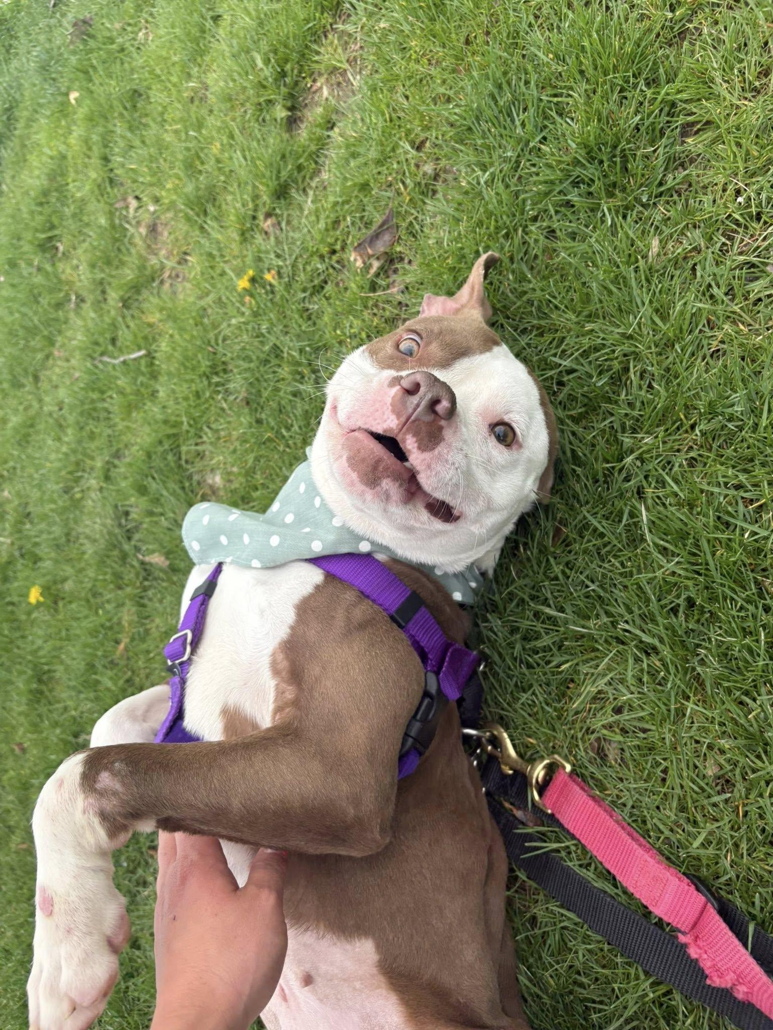 Mikayla, an adopted mixed breed in Cleveland, OH image 4/6