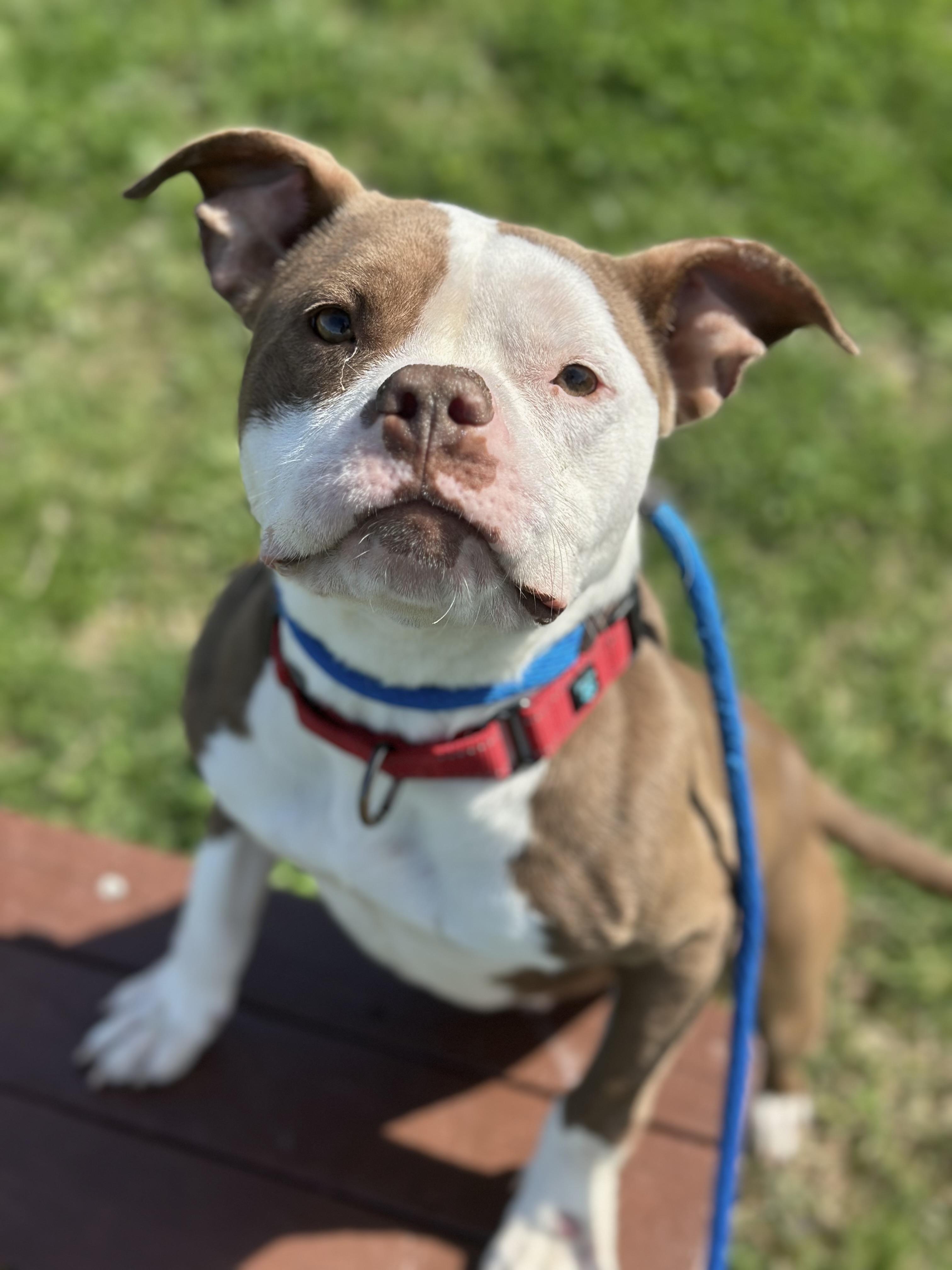 Mikayla, an adopted mixed breed in Cleveland, OH image 2/6