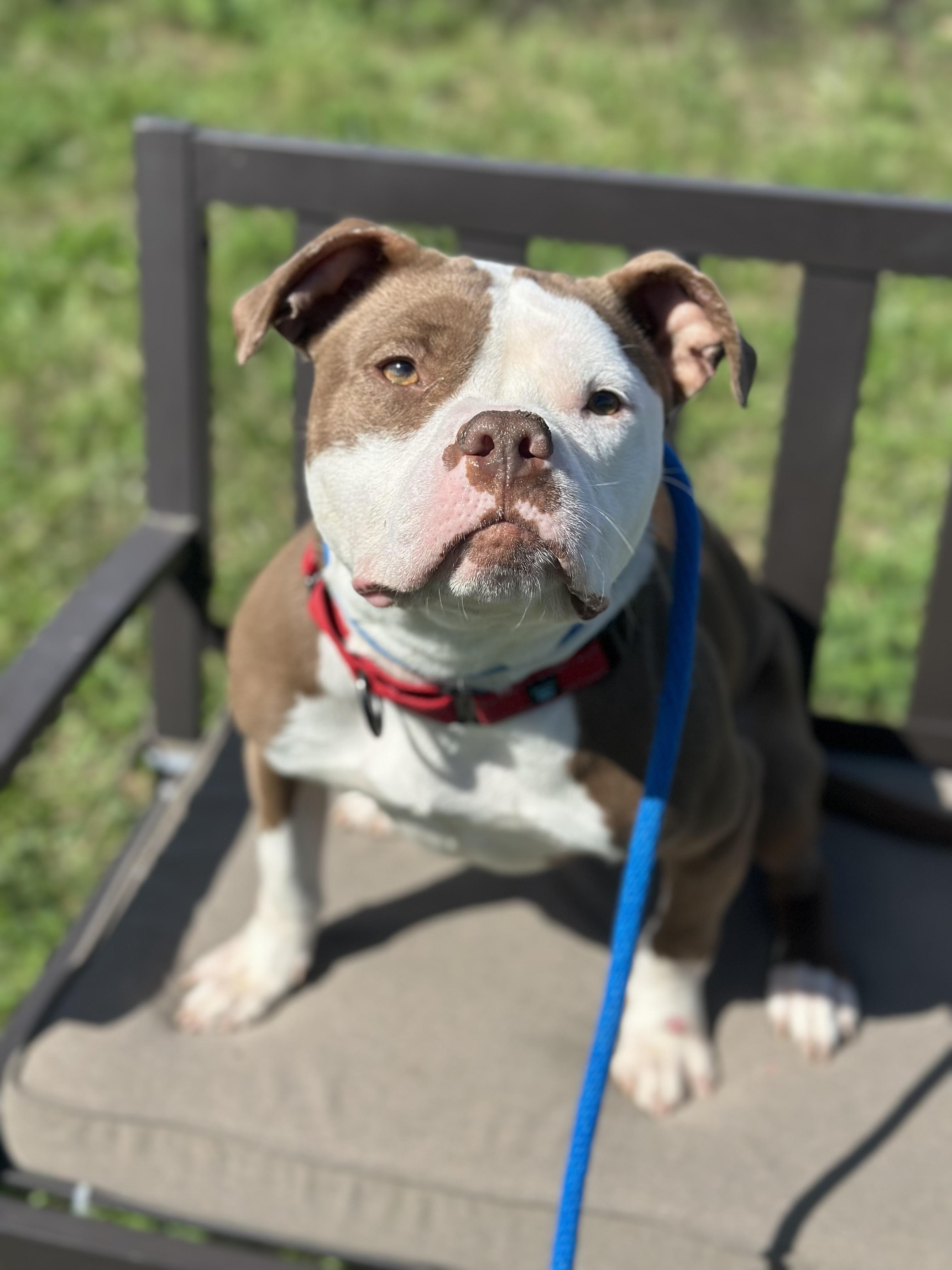 Mikayla, an adopted mixed breed in Cleveland, OH image 3/6