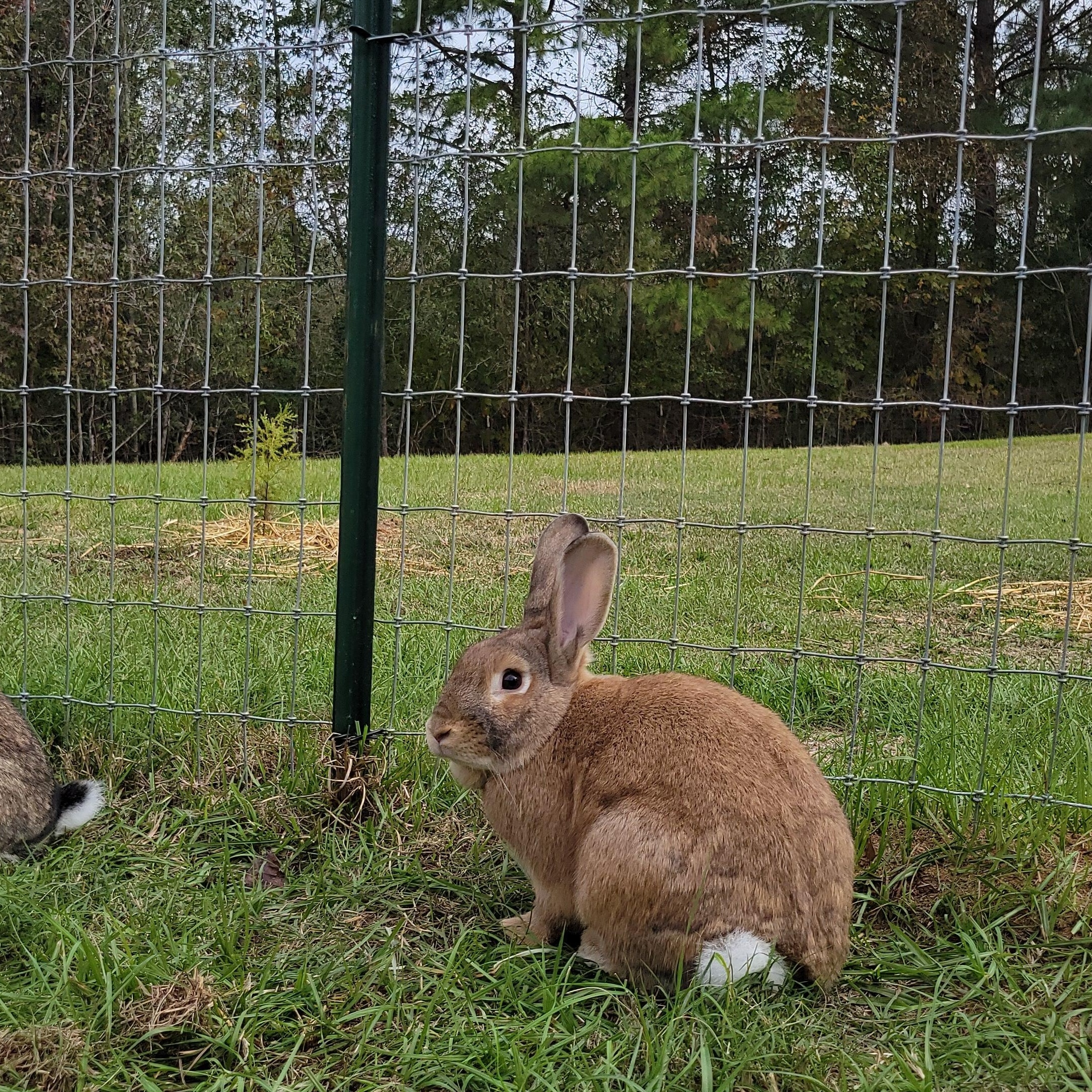 Peanut & JoBear photo 3