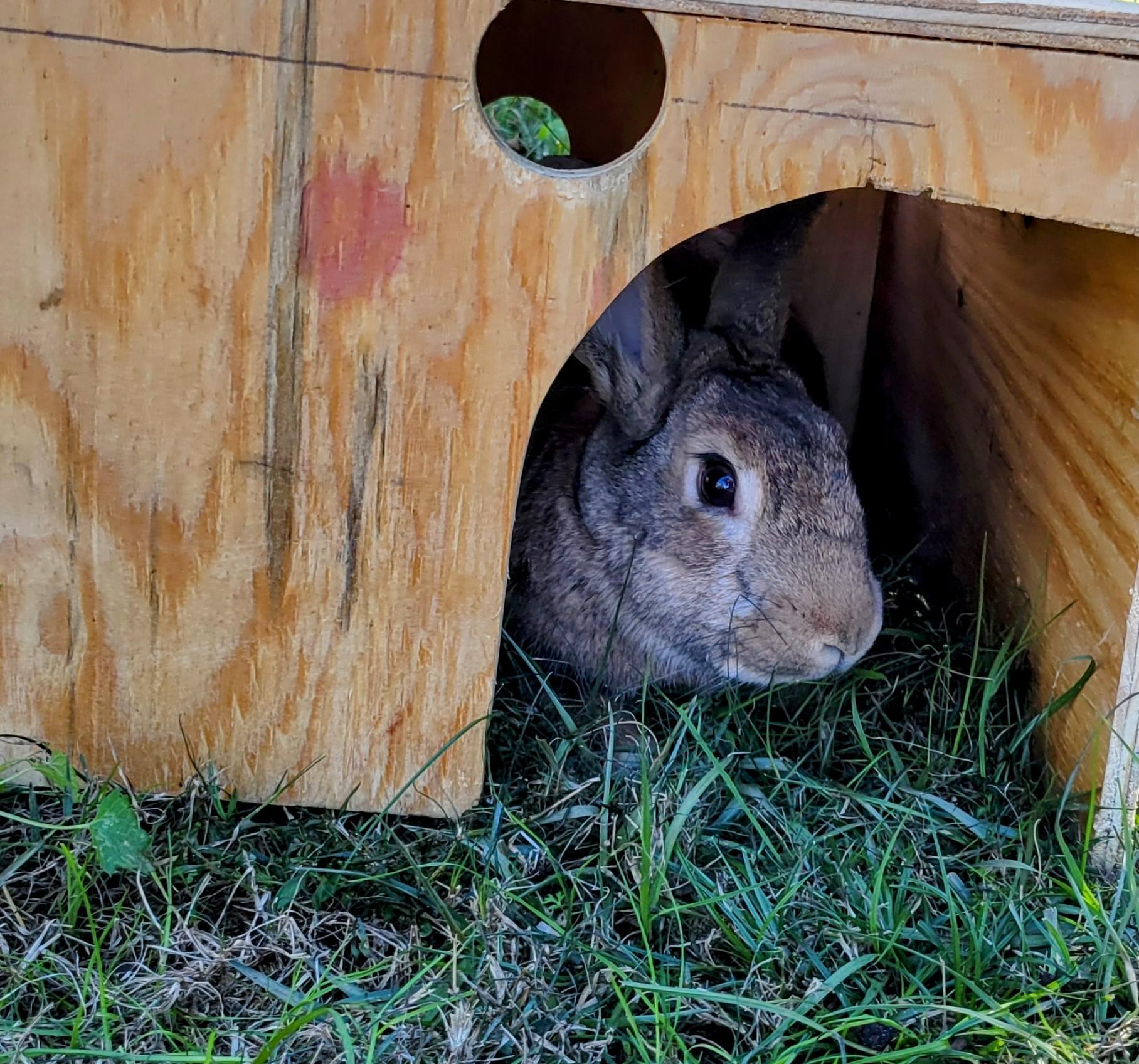 Peanut & JoBear photo 4