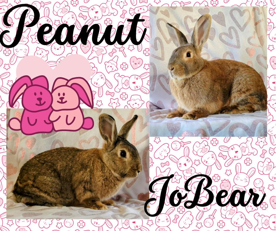 Peanut & JoBear, Adult Female Bunny Rabbit