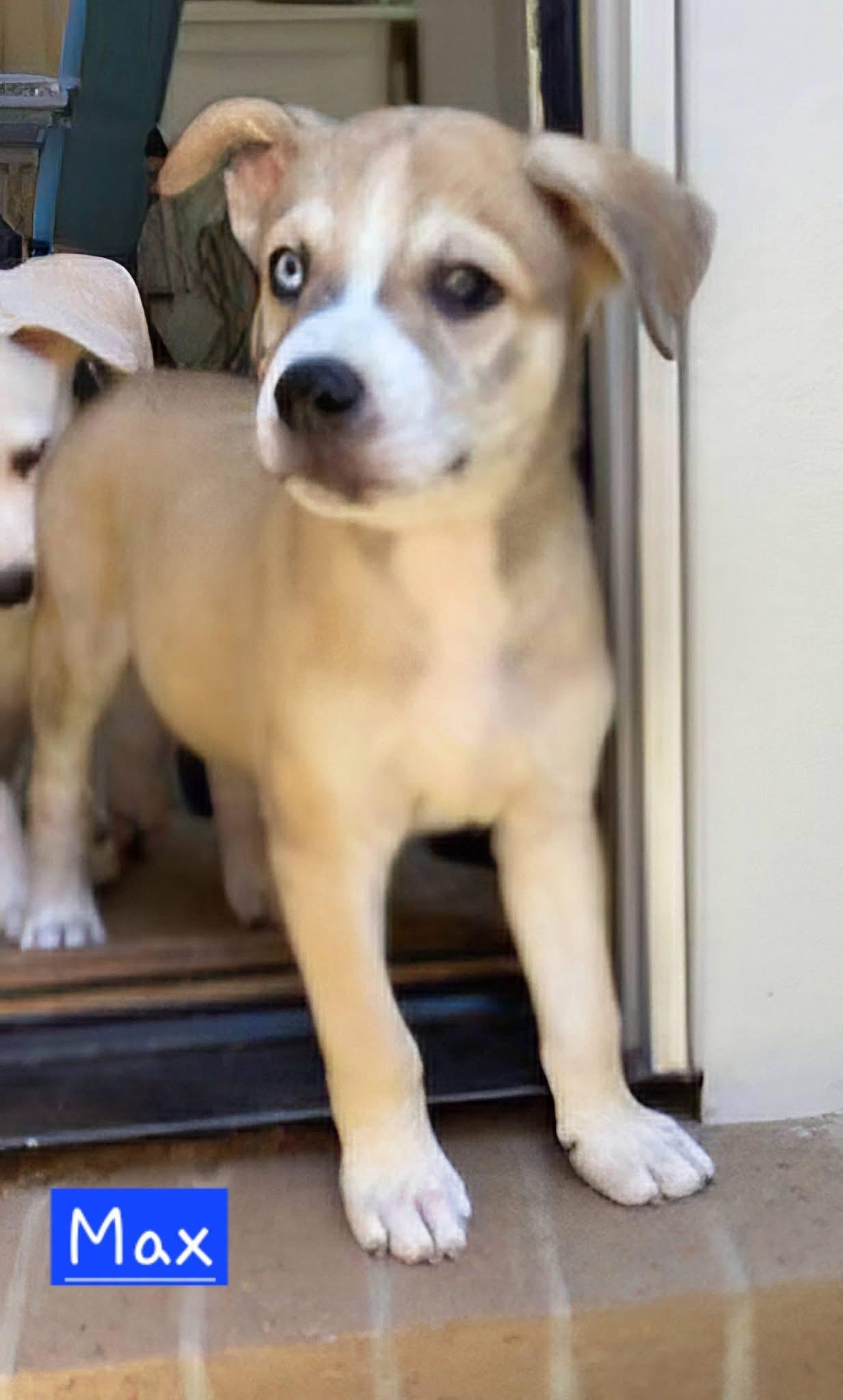 Max, an adopted mixed breed in Willington, CT image 2/5