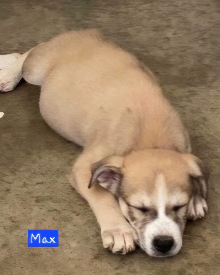 Max, an adopted mixed breed in Willington, CT image 4/5
