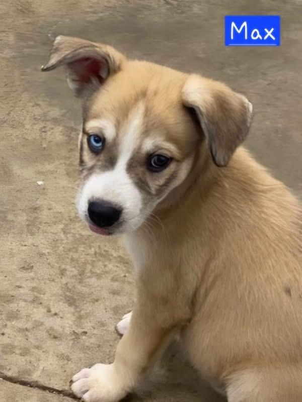 Max, an adopted mixed breed in Willington, CT image 1/5