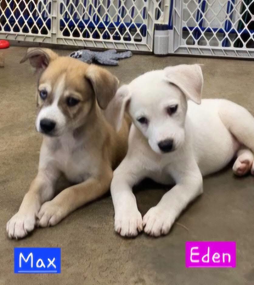 Max, an adopted mixed breed in Willington, CT image 5/5
