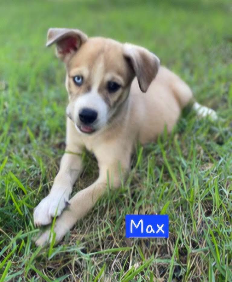 Max, an adopted mixed breed in Willington, CT image 3/5