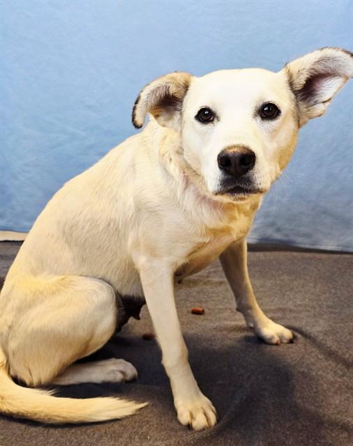 SHIRA, Adoptable, Adult Female German Shepherd Dog & Labrador Retriever.