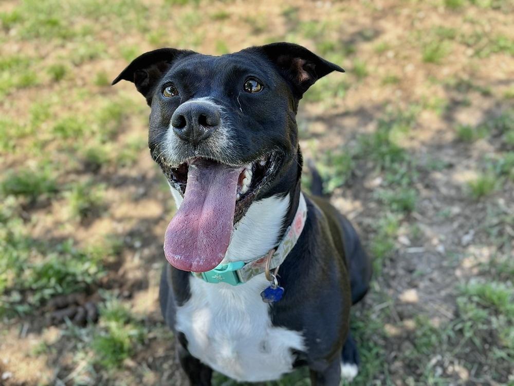 Olive, Adoptable, Adult Female Labrador Retriever & Australian Cattle Dog / Blue Heeler.