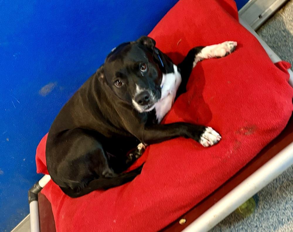 Enlarge Olive, a Adoptable mixed breed in Bartlesville, OK image 2/3