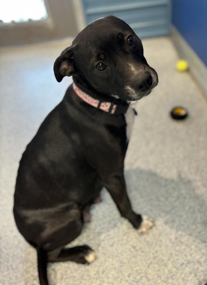 Enlarge Olive, a Adoptable mixed breed in Bartlesville, OK image 3/3