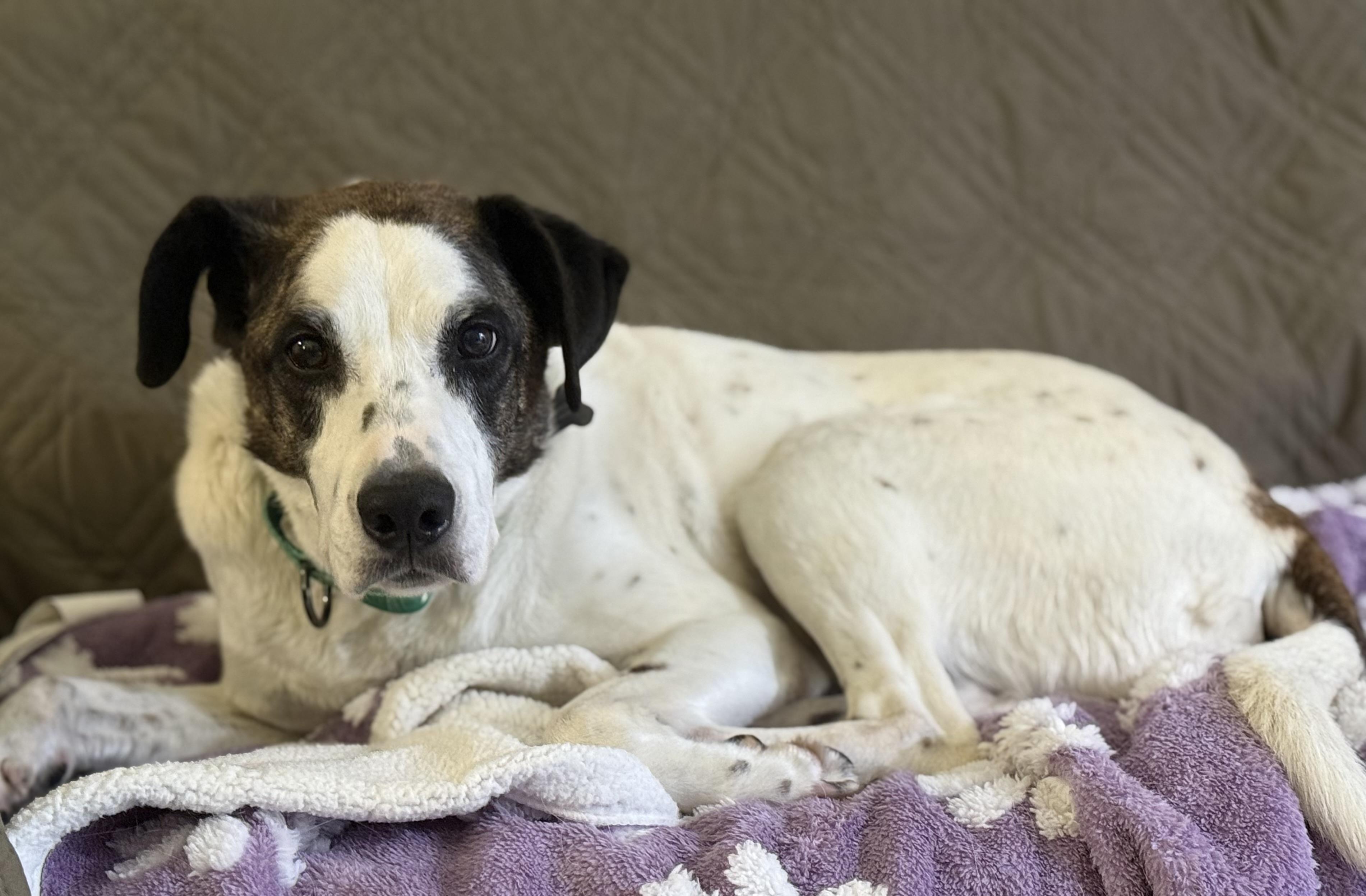 Jake, Adopted, Senior Male Australian Cattle Dog / Blue Heeler & Border Collie.