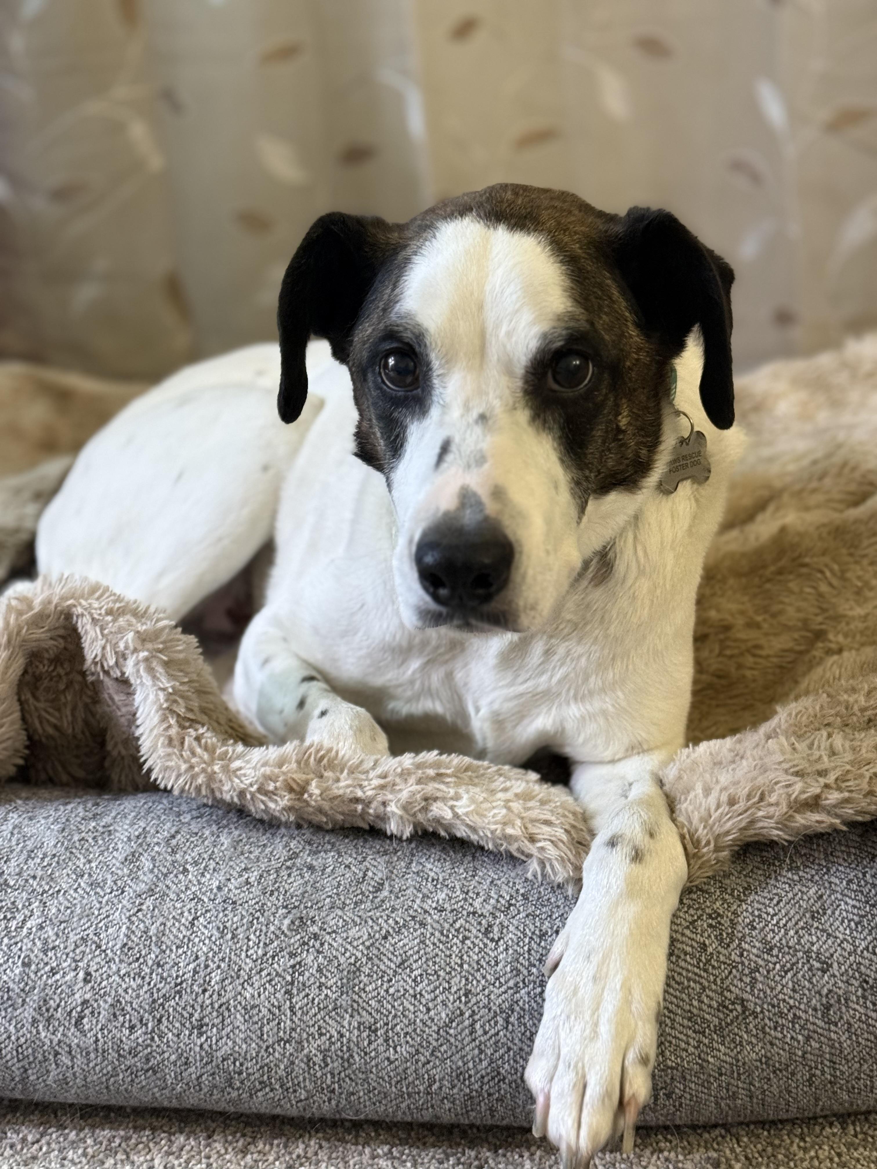 Enlarge Jake, a Adopted mixed breed in Twin Falls, ID image 3/6