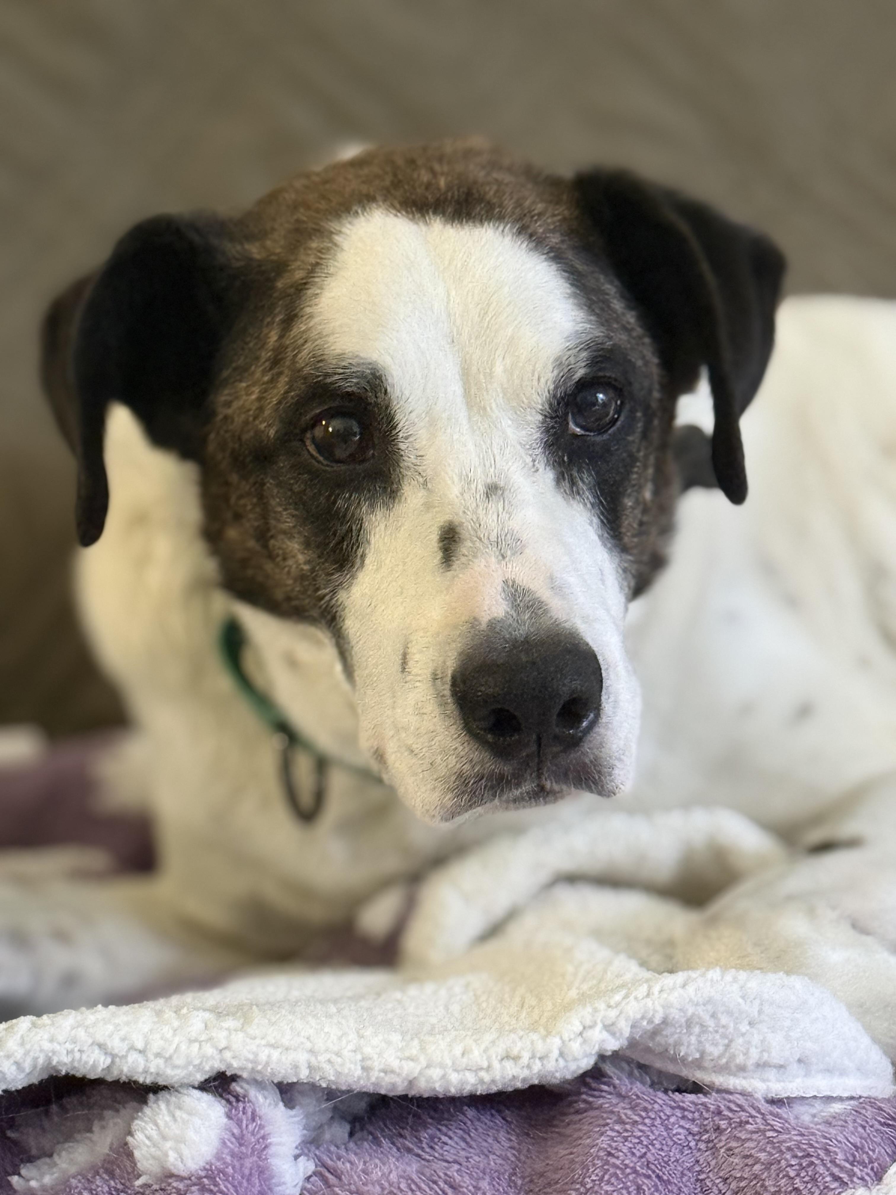 Enlarge Jake, a Adopted mixed breed in Twin Falls, ID image 4/6