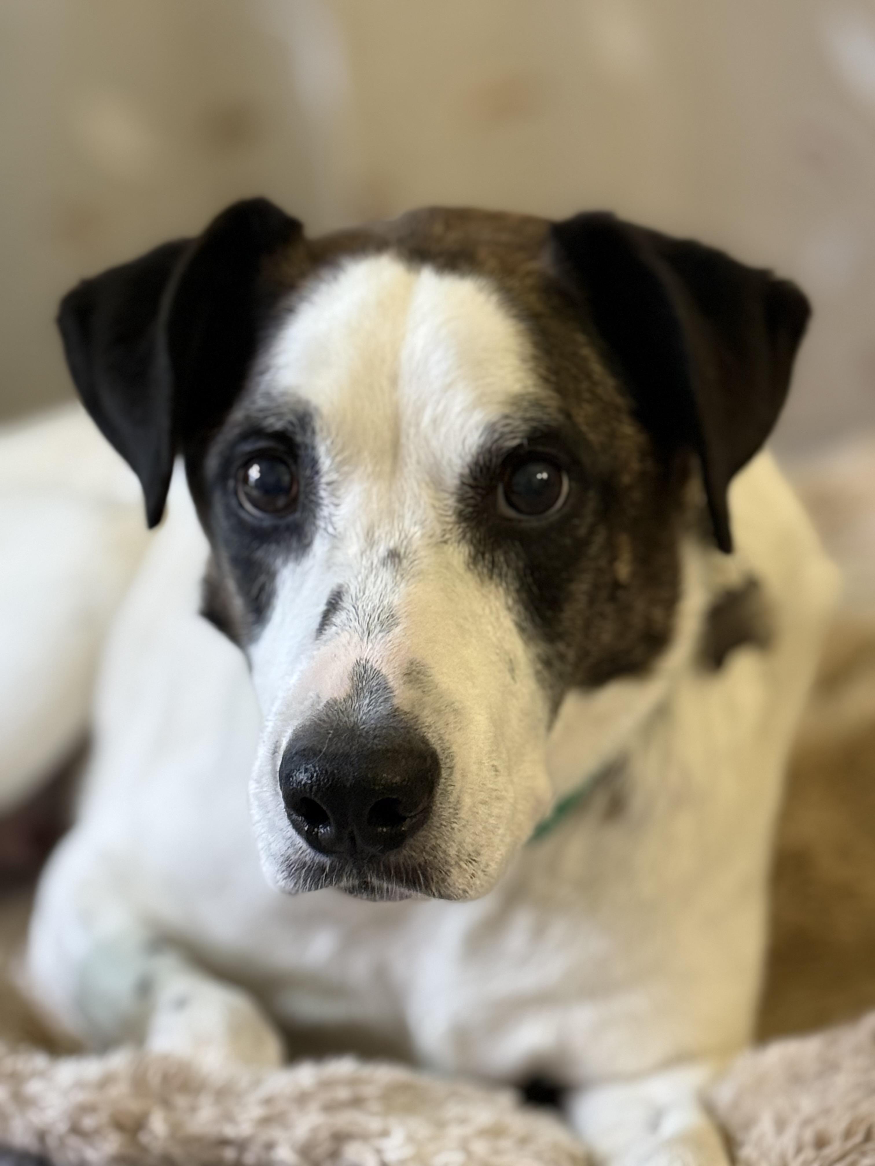 Enlarge Jake, a Adopted mixed breed in Twin Falls, ID image 5/6