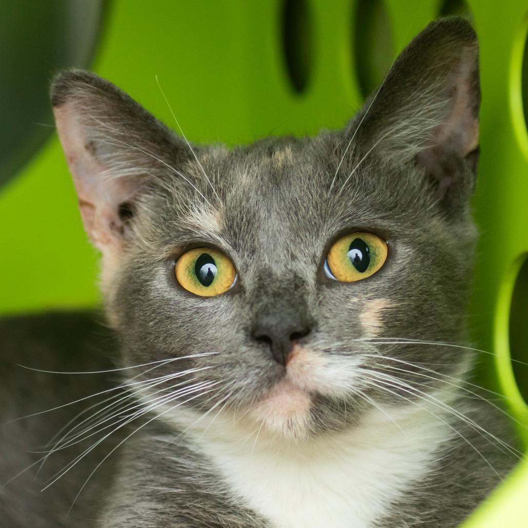 Rainbow Dash, Adoptable, Kitten Female Domestic Short Hair.
