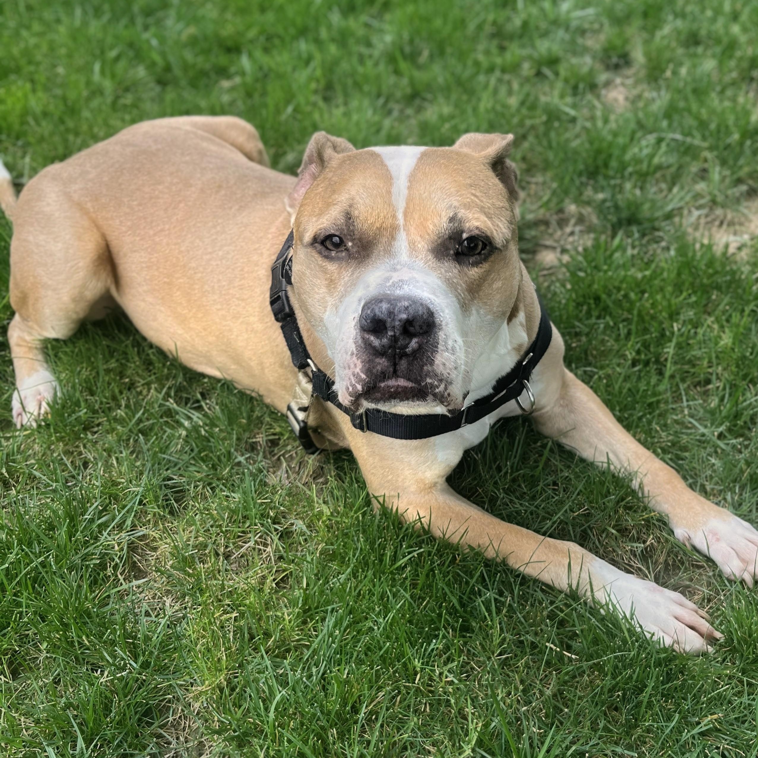 Rusty, adoptable, Adult Male Pit Bull Terrier.