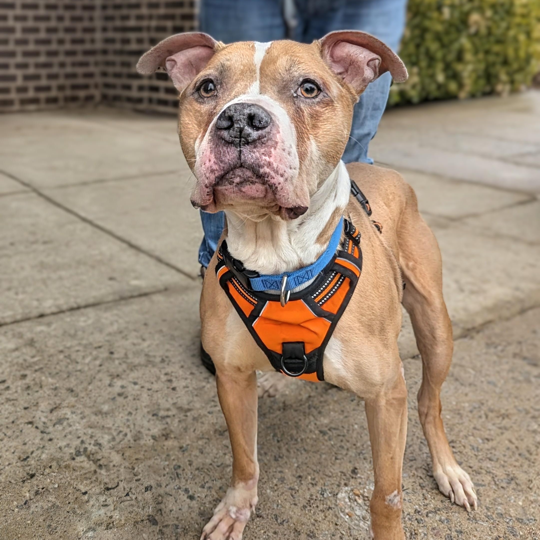 Rusty, a ADOPTABLE mixed breed in Potomac, MD image 2/4
