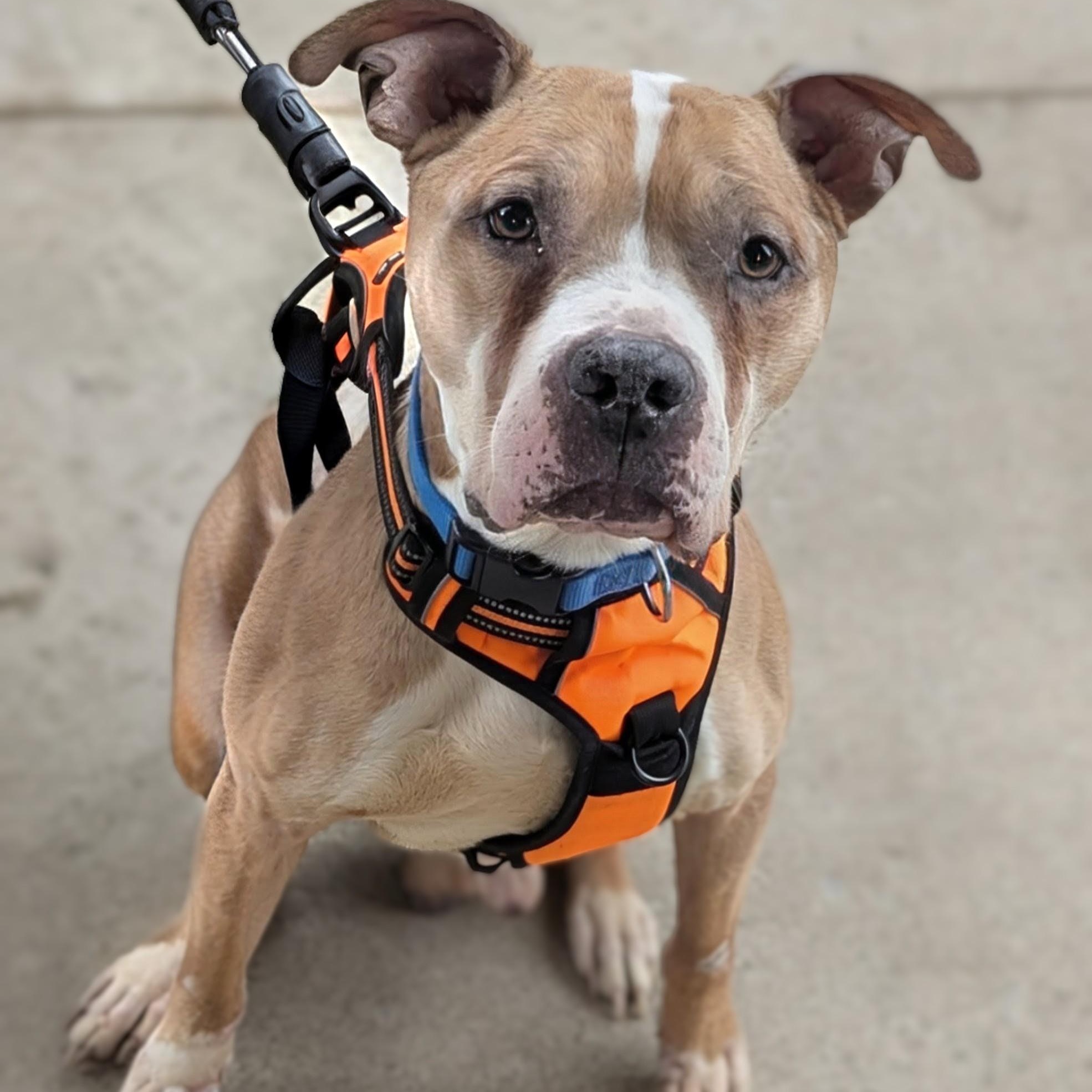 Rusty, ADOPTABLE, Adult Male Pit Bull Terrier.