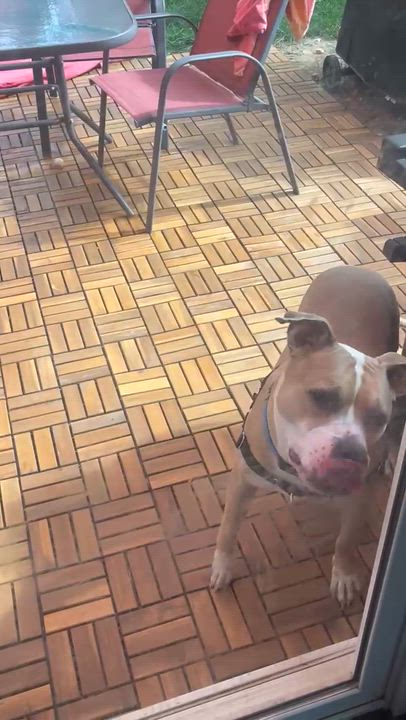 Enlarge Rusty, a ADOPTABLE mixed breed in Potomac, MD video 4/4