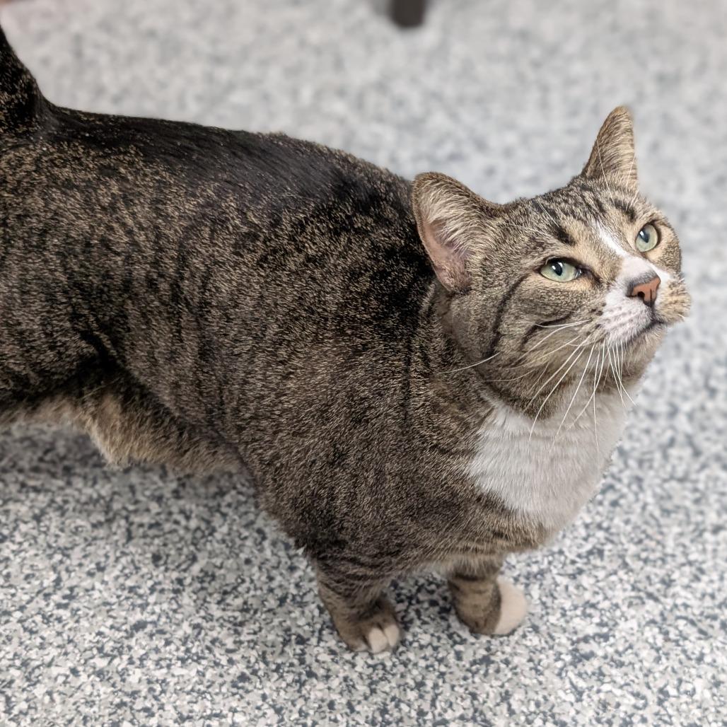 Nutmeg, Adoptable, Adult Female Domestic Short Hair.