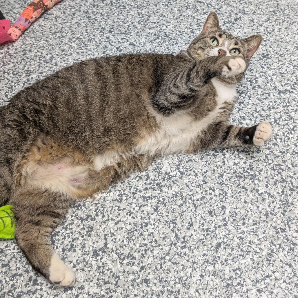 Nutmeg, a Adoptable Domestic Short Hair in Brookfield, WI image 2/4