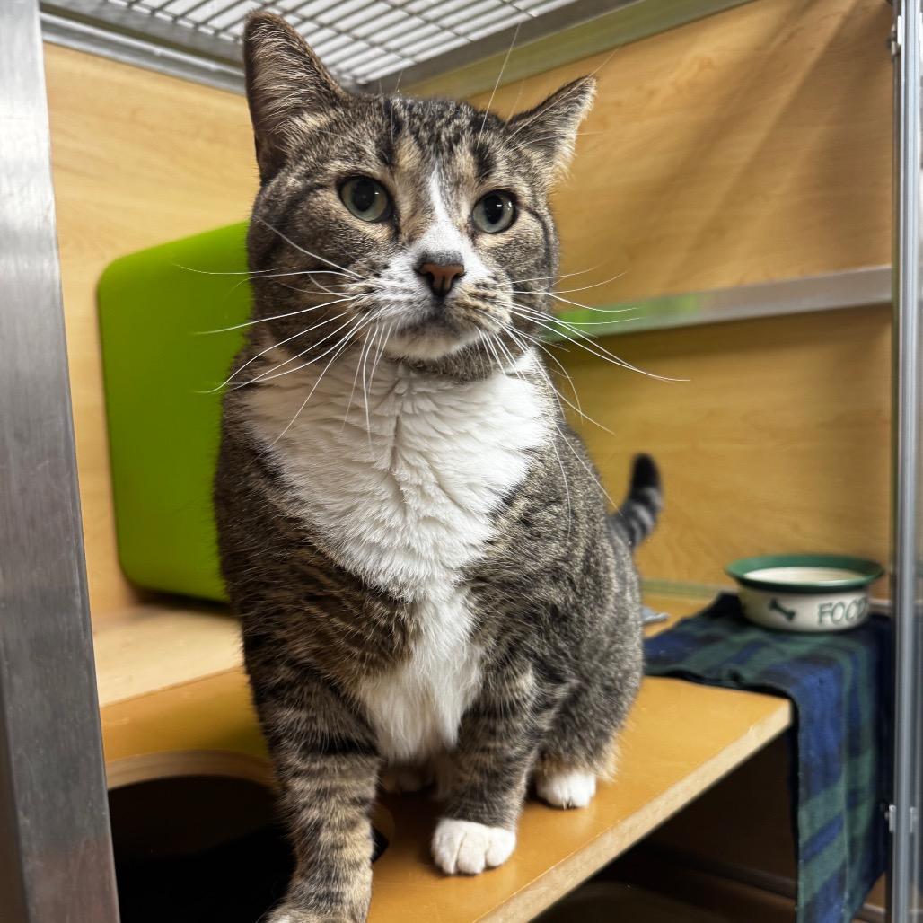 Enlarge Nutmeg, a Adoptable Domestic Short Hair in Brookfield, WI image 1/2