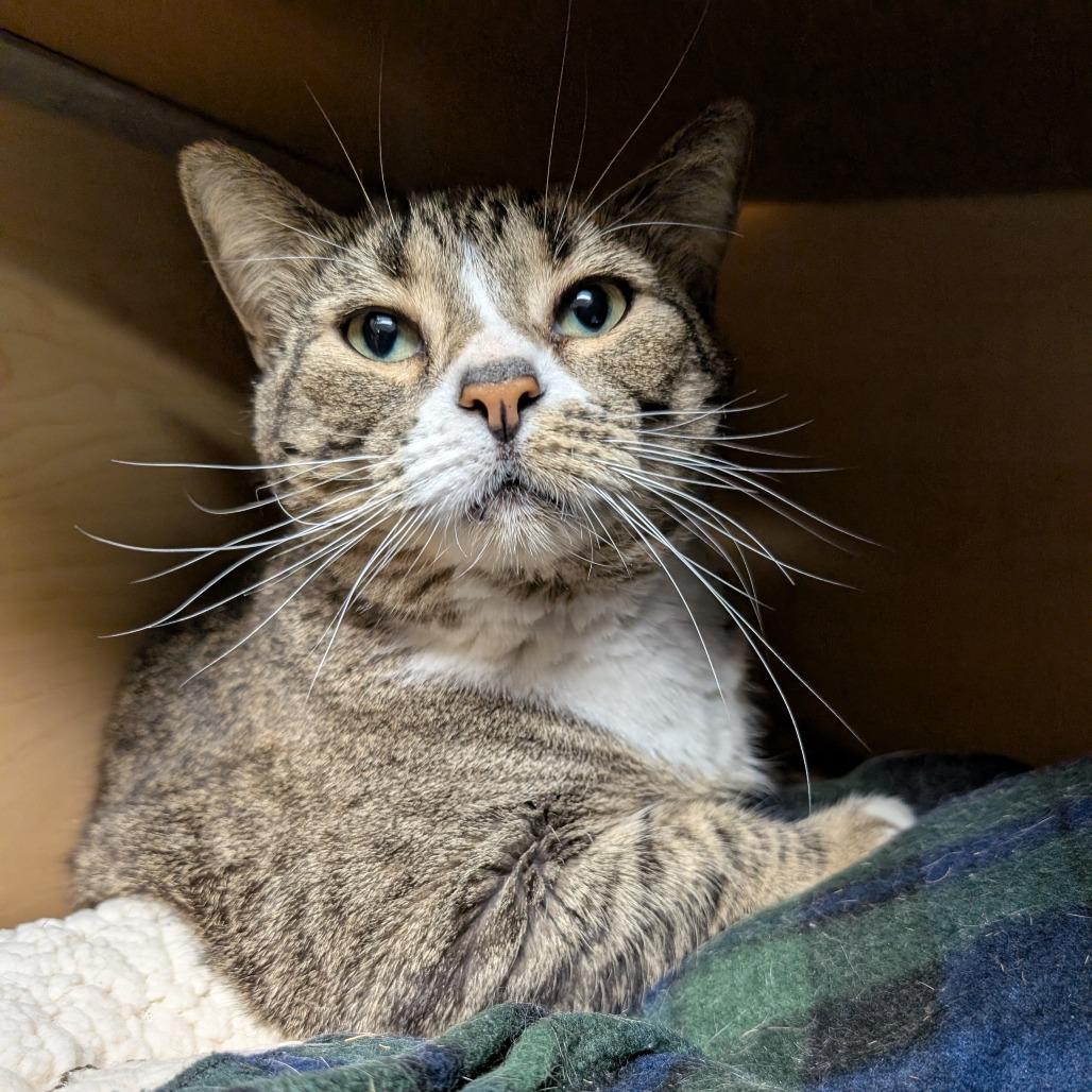 Enlarge Nutmeg, a Adoptable Domestic Short Hair in Brookfield, WI image 2/2