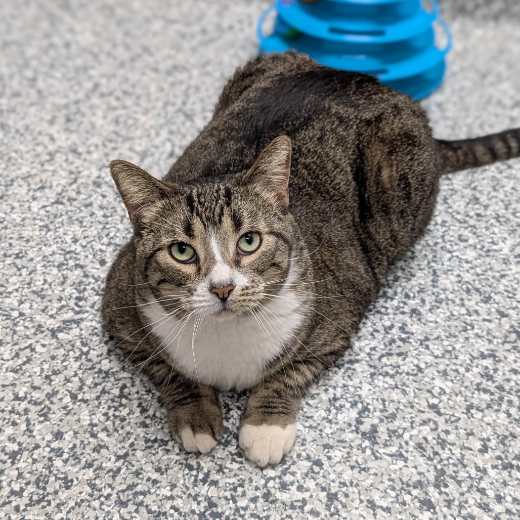 Nutmeg, a Adoptable Domestic Short Hair in Brookfield, WI image 4/4