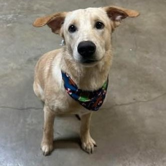 Enlarge Chevy, an adoptable mixed breed in Hopkinton, MA image 4/5