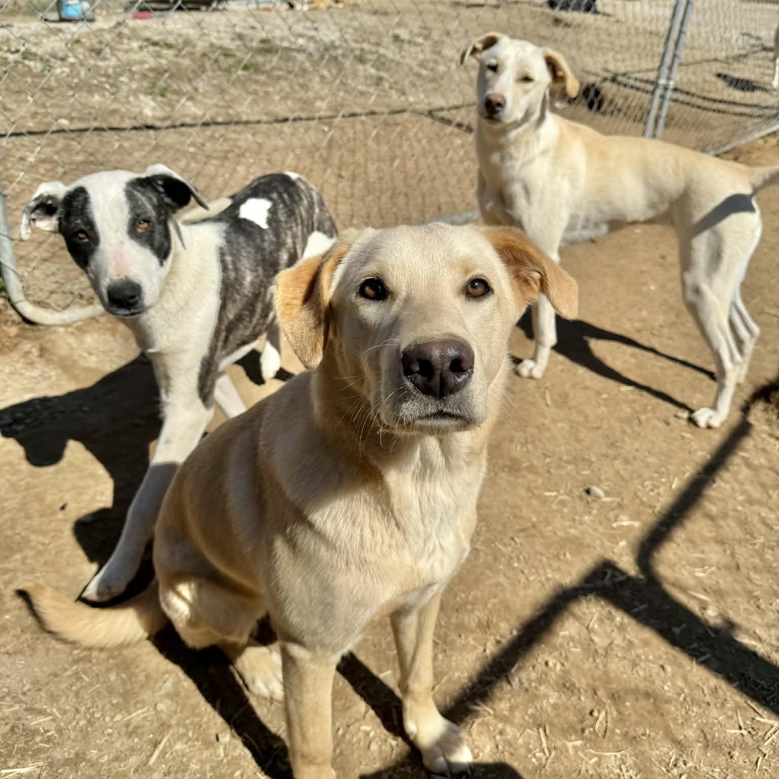 Enlarge Chevy, an adoptable mixed breed in Hopkinton, MA image 5/5