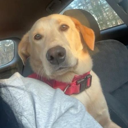 Enlarge Chevy, an adoptable mixed breed in Hopkinton, MA image 3/5