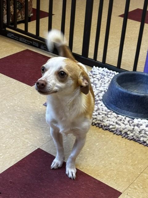 Little Bit, an adopted mixed breed in Ashland, VA image 3/3