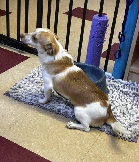 Little Bit, an adopted mixed breed in Ashland, VA image 2/3