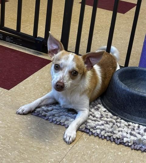 Little Bit, an adopted mixed breed in Ashland, VA image 1/3