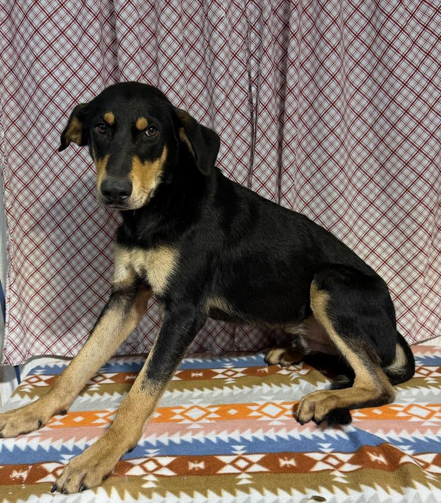 Enlarge EREN, a Adoptable mixed breed in Opelousas, LA image 3/3