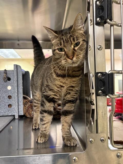 MAGGIE, Adoptable, Adult Female Domestic Short Hair.