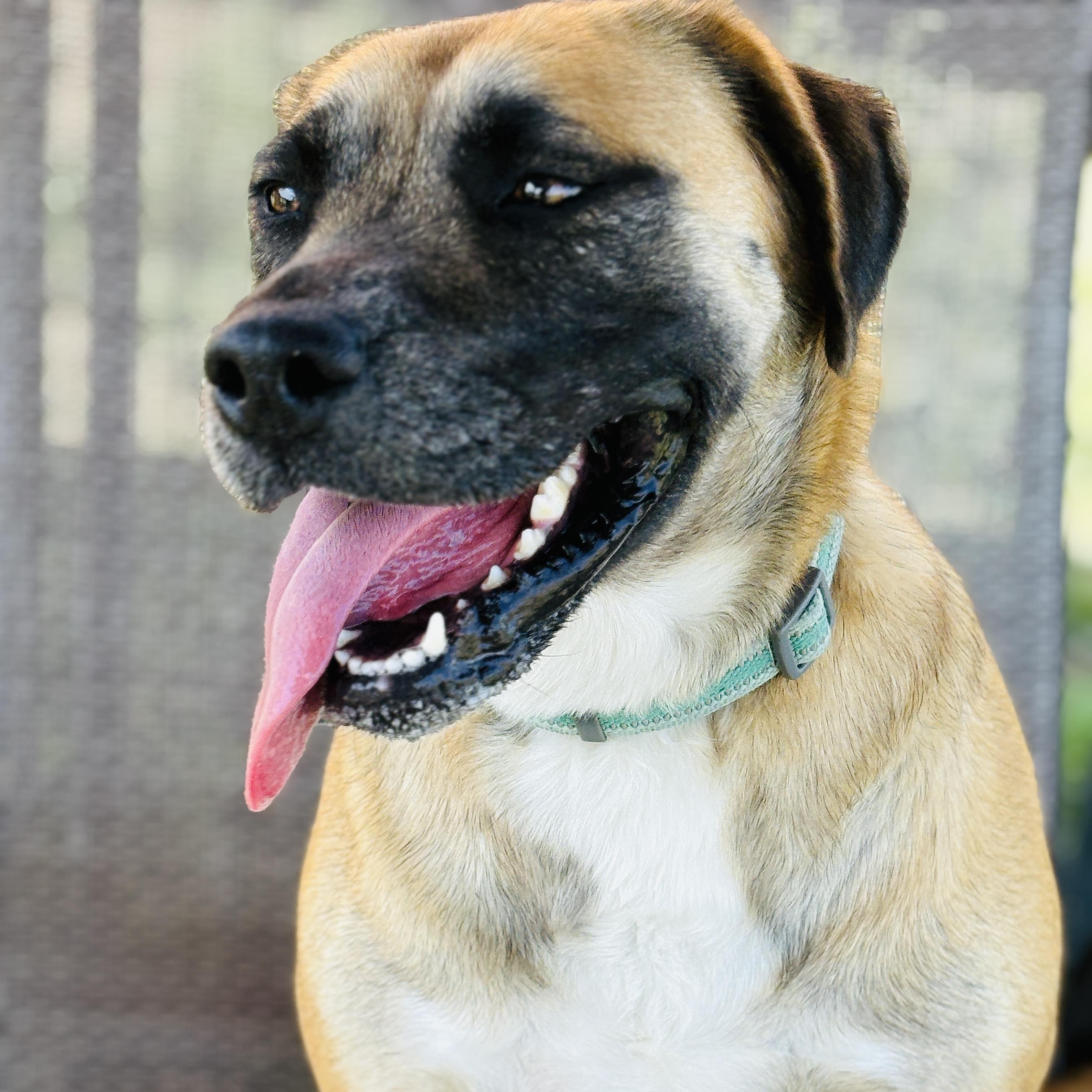 Enlarge *Gouda, a Adoptable Anatolian Shepherd in Justin, TX image 5/5