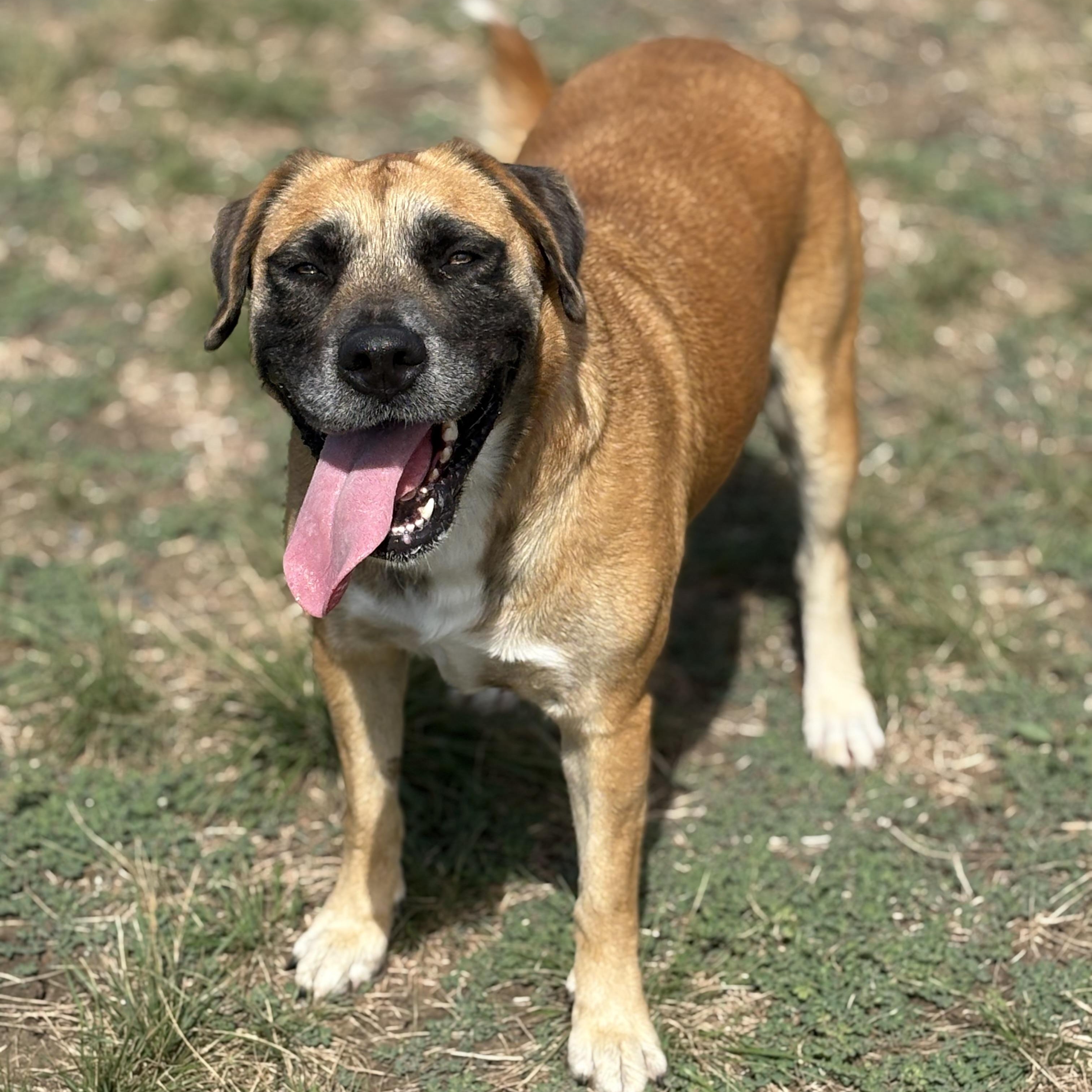Enlarge *Gouda, a Adoptable Anatolian Shepherd in Justin, TX image 3/5